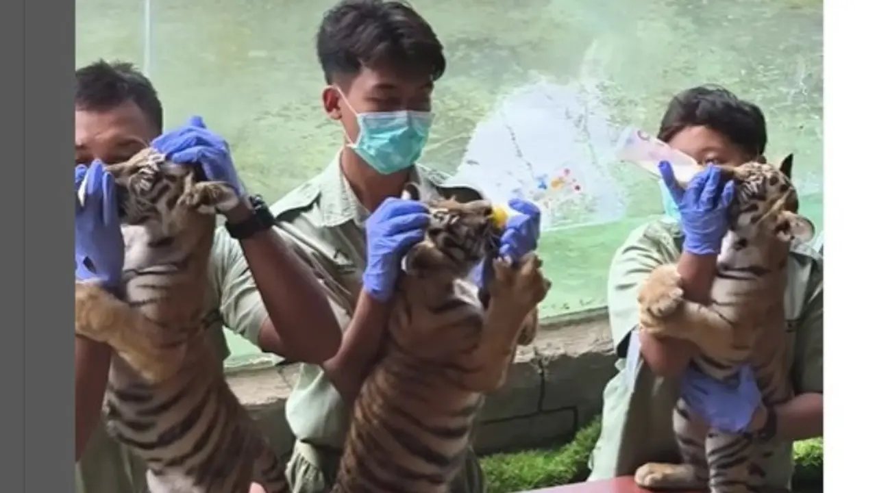 Punya Penghuni Baru 3 Bayi Harimau, Solo Safari Gelar Sesi Menyusui dan Edukasi di Libur Lebaran