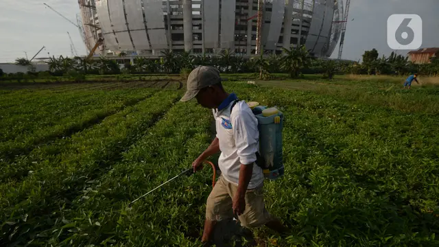 Aktivitas Petani Lahan Garapan di Sekitar Jakarta International Stadium