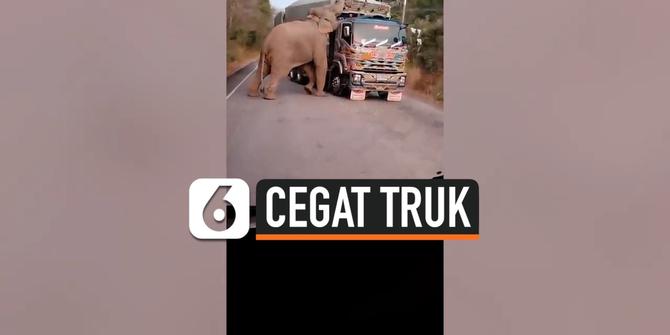 VIDEO: Gajah Kelaparan Cegat Truk lalu Curi Tebu