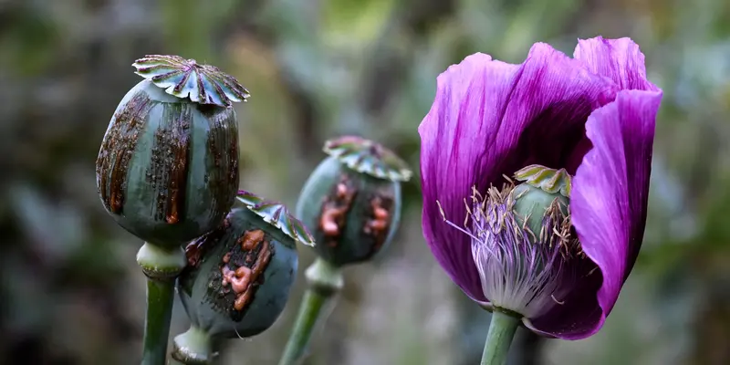 Mengintip Ladang Opium di Myanmar