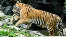 Harimau Siberia betina dan spesies langka Kelas 1 yang dilindungi oleh pemerintah Geon-gon membawa salah satu dari lima anaknya di kebun binatang taman hiburan Everland, Yongin, Provinsi Gyeonggi-do, Korea Selatan, 30 September 2021. (ANTHONY WALLACE/AFP)