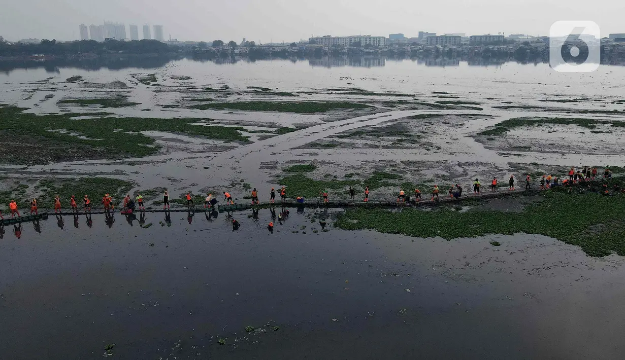 Pemandangan udara ketika puluhan petugas dari Unit Penanganan Sampah (UPS) Badan Air Dinas Lingkungan Hidup DKI Jakarta mengangkat tanaman eceng gondok di area Waduk Pluit, Jakarta Utara, Kamis (8/8/2024). (Liputan6.com/Herman Zakharia)