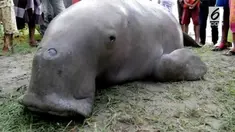 Seekor ikan dugon atau ikan duyung yang termasuk ikan dilindungi dan dilarang perburuannya ditemukan seorang nelayan terdampar di pesisir Pantai Garassi, Dusun Garassi, Desa Nepo, Kecamatan Wonomulyo, Polewali Mandar, Sulawesi Barat, Sabtu sore (26/5...