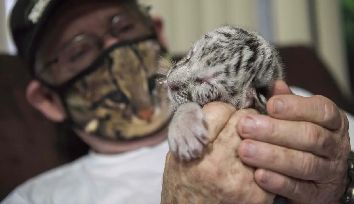 Dokter hewan Eduardo Sacasa merawat seekor harimau putih yang baru lahir bernama Snow di Kebun Binatang Nasional di Masaya, Nikaragua, Selasa (5/1/2021). Harimau putih langka yang lahir di kebun binatang Nikaragua tersebut dibesarkan oleh manusia setelah ditolak induknya. (INTI OCON / AFP)