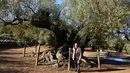 Pemilik kebun Joan Prota berpose di depan pohon zaitun tertuanya di Uldecona, Spanyol (6/12). Di perkebunan ini terdapat ribuan pohon zaitun yang berusia 1.000-2.000 tahun. (AFP Photo/Jose Jordan)