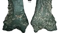 Fragmen atau potongan kapak yang ditemukan pada 1990-an, diklaim sebagai kapak tertua di dunia (Australian National University)