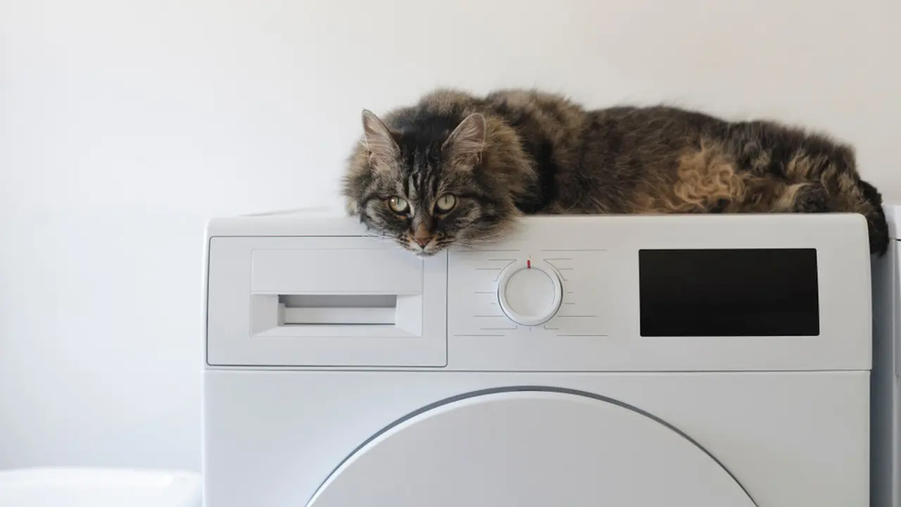 Ada Kucing di Rumah, Hati-hati Jangan Sampai Terjadi Kecelakaan Ini Ya!