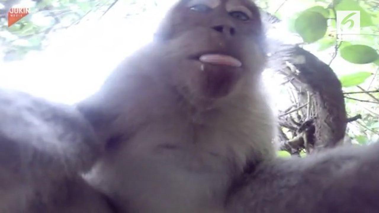 VIDEO: Monyet 'Selfie' usai Curi Kamera GoPro Turis
