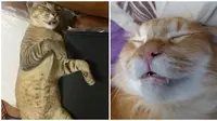 6 Potret Lucu Kucing Tidur Pulas Sampai Menganga Ini Bikin Gemas