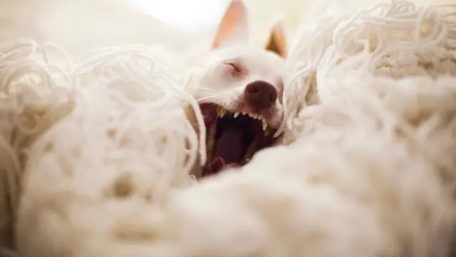 Yawning Dog (unsplash.com/Blake Lipthratt)