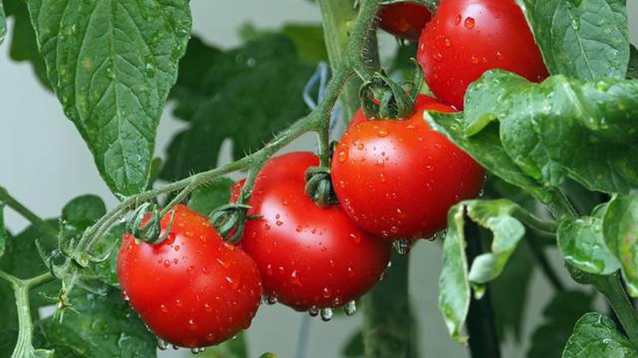 18 Makanan Sumber Kolagen yang Bikin Kulit Awet Sehat