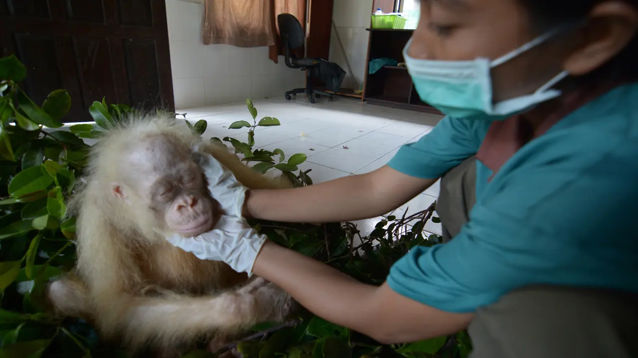 Makin Sehat, Orangutan Albino Bakal Dilepasliarkan ke Hutan 