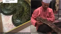Keluarga Ini Rawat Piton Raksasa Jadi Hewan Peliharaan, Bikin Merinding