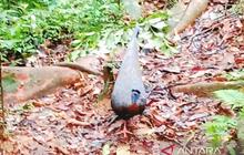 Tim ULM Teliti Keragaman Hayati Hutan Kahung, Ungkap Keunikan Burung Kuau Raja