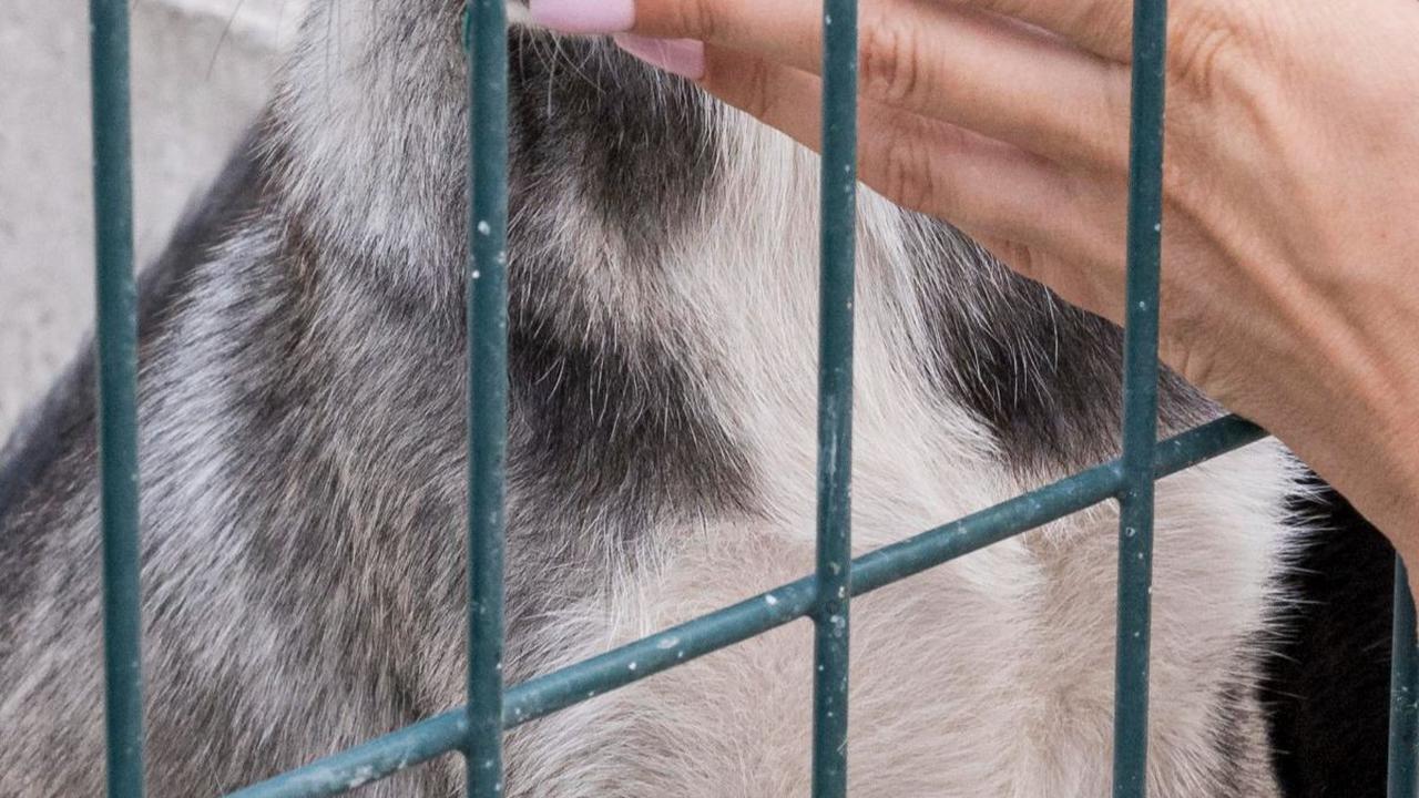 Viral Aksi Pria di Medan Pukul Anjing dengan Kayu di Depan Rumah Warga, Terekam CCTV