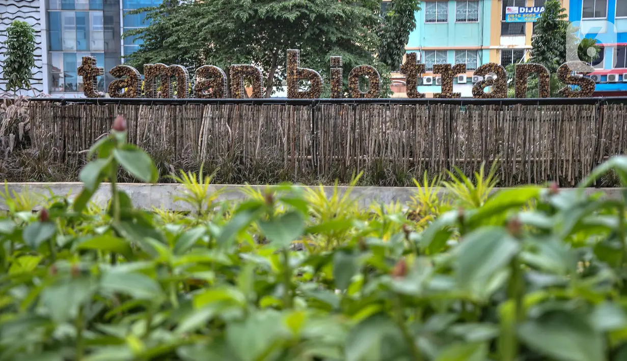 Suasana Taman Biotrans di Jalan Suprapto, Cempaka Putih, Jakarta, Minggu (19/12/2021). Taman seluas 2.500 meter persegi tersebut diharapkan dapat berfungsi sebagai pengendalian banjir, terbuka hijau serta tempat warga merasakan ruang terbuka yang dekat dengan alam. (merdeka.com/Iqbal S. Nugroho)