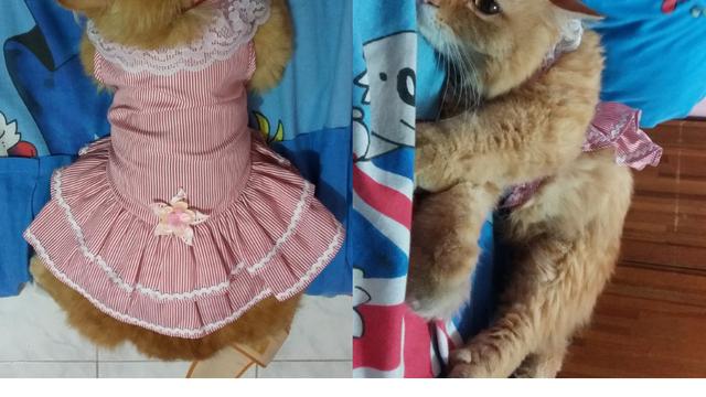 6 Potret Lucu Kucing Saat Pakai Baju Ini Bikin Cengar Cengir Hot Liputan6 Com