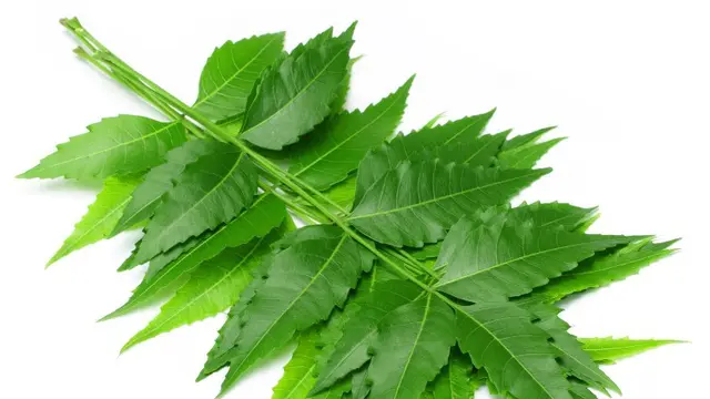 Dapatkan Keuntungan Sehat dari Daun Mimba. Foto: Healthyliving