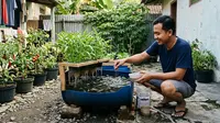 Cara Ternak Lele di Ember Budikdamber untuk Pemula, dari Nol hingga Panen