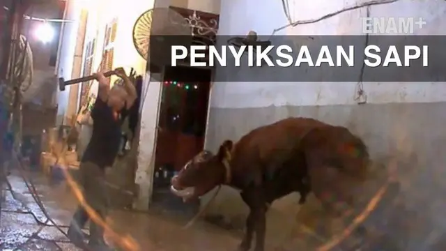 ENAM PLUS: Rumah Pemotongan Hewan di Vietnam Menyiksa Sapi