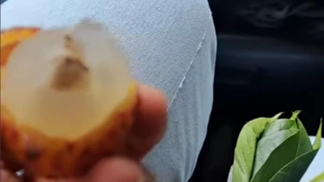 Ibu-ibu di Purwakarta Kena 'Prank' Pedagang, Niat Beli Leci Ternyata Isinya Rambutan Gundul