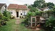 Ukuran Ideal Kandang Ayam untuk Rumah Type 36, Ini Patokan yang Jarang Diketahui Pemula