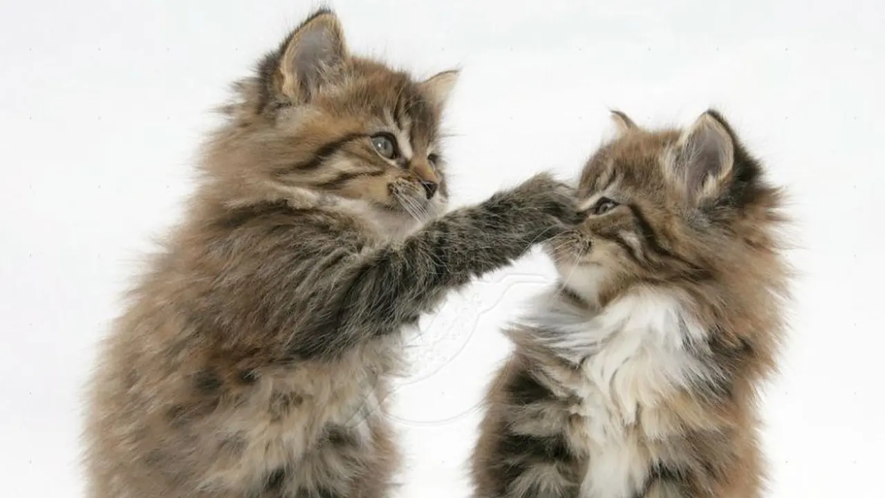 13 Ras Kucing Paling Menggemaskan, Kamu Mau Pelihara yang Mana?