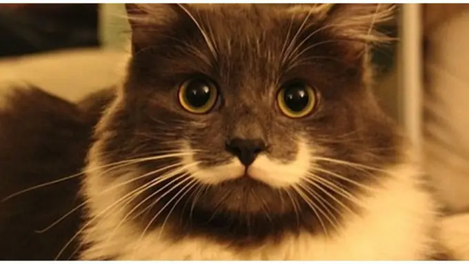 courtesy of metro.co.uk