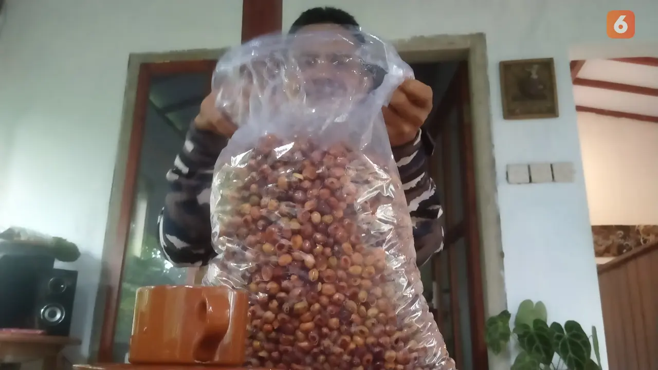 Sahnawi mengecek kopi wine produksinyapada usia fermentasi 1 minggu atau 7 hari (Hermawan Arifianto/Liputan6.com)