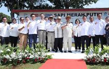 Dorong Swasembada Pangan Nasional, BRI Dukung Program Sapi Merah Putih