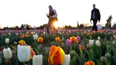  Pengunjung diantara bunga tulip yang ditanam pasangan asal Belanda Edwin Koeman dan Nitsuje Wolanios di Cornaredo, Italia (29/3). Pasangan ini menanam 250.000 tulip dari 183 varietas yang berbeda untuk menciptakan tradisi Belanda. (AP/Antonio Calanni)
