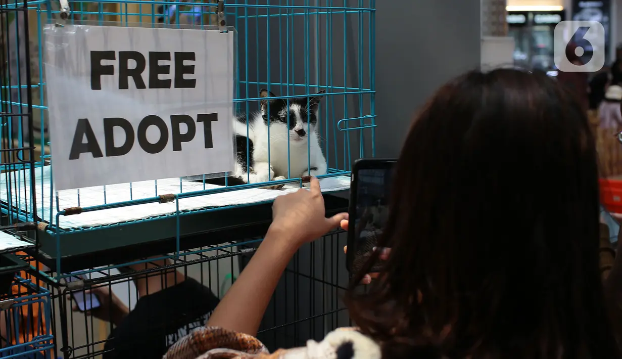 Seekor kucing terlihat di dalam kandang saat kegiatan Pet Exhibition  di Pesona Square, Depok, Jawa Barat, Minggu (12/06/20222). Kegiatan yang diselenggarakan Pesona Square  kolaborasi dengan  Pet Care Medical. ini memberikan pelayanan kesehatan hewan peliharaan secara gratis. (merdeka.com/Arie Basuki)