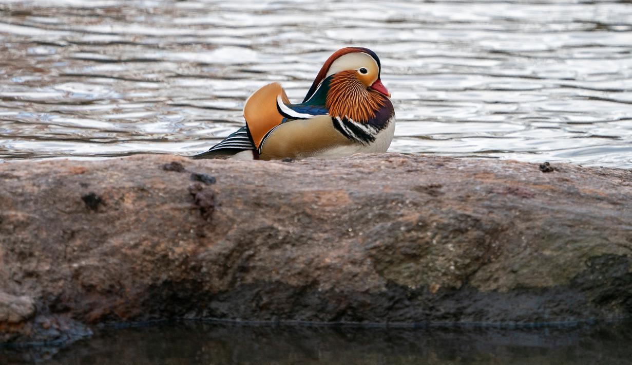 Bebek mandarin muncul di sebuah kolam di Central Park, New York, Selasa (27/11). Hewan yang juga dinobatkan sebagai bebek terindah di dunia ini memiliki ukuran panjang 41-49 cm dan bentang sayap 65-75 cm. (Don EMMERT / AFP)