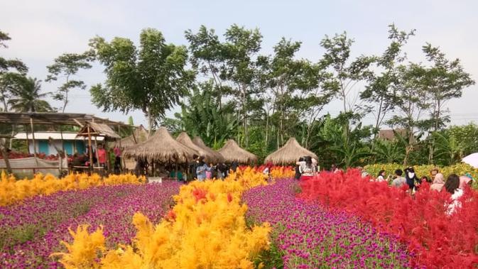 Terpikat Cantiknya Taman  Bunga  Kadung Hejo di  Pandeglang 