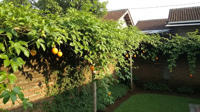 9 Inspirasi Kebun Rambat Markisa untuk Tembok Plesteran, Solusi Hijau Estetis