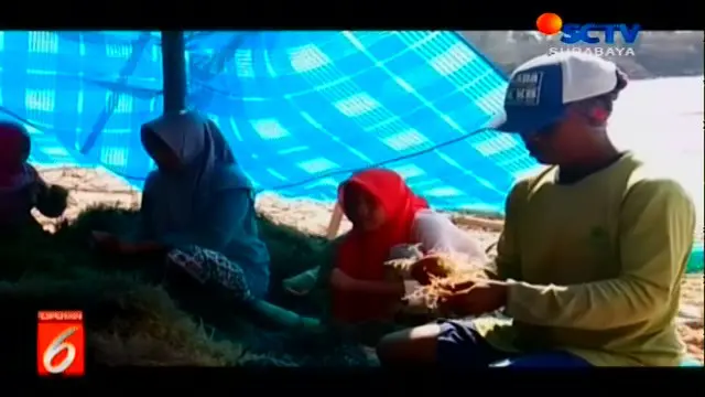VIDEO: Petani Rumput Laut di Madura Rugi Imbas Gelombang Tinggi