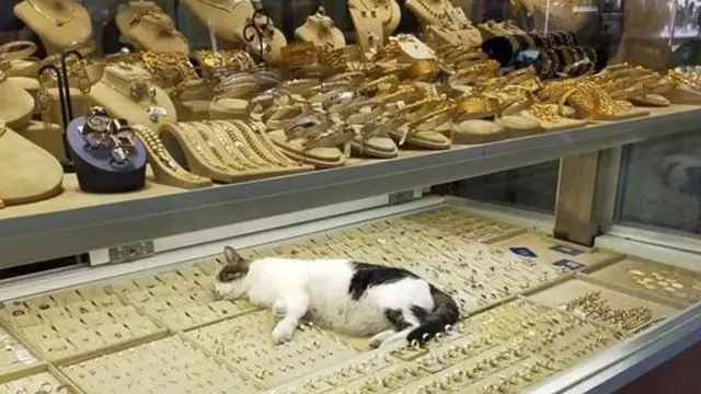 8 Potret Ini Membuktikan Kucing Tidak Takut untuk Tidur di Mana Saja