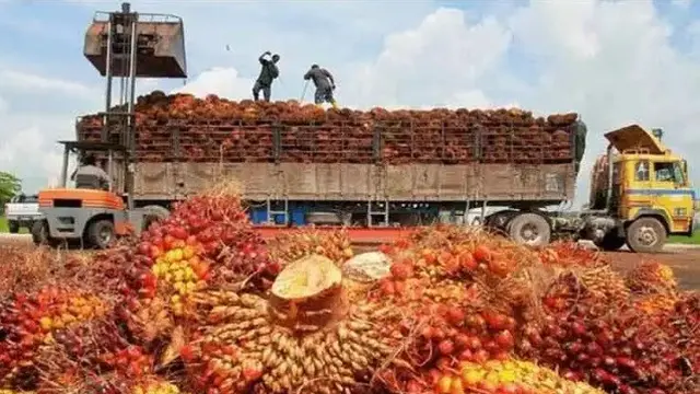 Pengusaha Gapki Sulawesi didorong mengantongi sertifikat ISPO.(foto: Gapki)