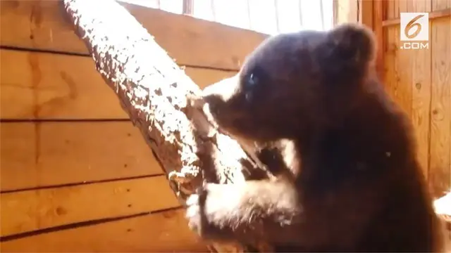 Bayi beruang bernama Balu kini jadi penghuni Taman Nasional Meshchyora. Saat pertama kali ditemukan, Balu dalam kondisi lemah dan sendirian.
