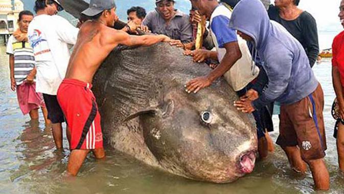 Seorang nelayan dari kampung Lere Kecamatan Palu Barat, Sulawesi Tengah berhasil menangkap Ikan Raksasa Jenis Mola - Mola