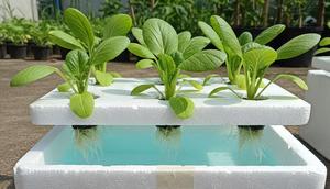 Teknik Rakit Apung Sederhana merupakan salah satu ide menanam sawi di wadah styrofoam bekas buah (Gemini AI)