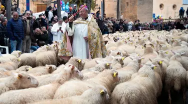 Kawanan domba diberkati selama upacara tradisional 'Beneides' pada peringatan Hari santo Antonius di Muro, pulau Balearic Spanyol, Kamis (17/1). Pada perayaan tahunan itu, para pemilik membawa hewan peliharaan untuk diberkati pastor. (JAIME REINA/AFP)