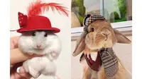 Hewan-hewan ini Tidak Kalah Fashionable dengan Manusia