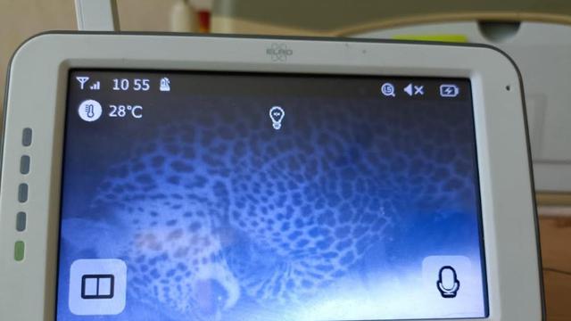 Macan Tutul Masuk Hotel Dibawa ke Pusat Penyelamatan Satwa Sukabumi