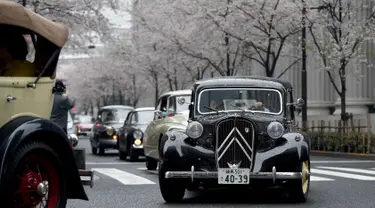 Peserta saat mengendarai Mobil klasik Citroen Avant 11CV Legere tahun 1952 (kanan) di samping pohon sakura selama Japan Classic Automobile 2016 di Tokyo, Jepang (3/4). Pameran mobil klasik ini diadakan dibawah pohoh sakura. (AFP/Toshifumi Kitamura)