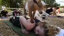 Seorang anak kambing menaiki tubuh peserta kelas "Goat Yoga" atau Yoga Kambing di Thousand Oaks, California (4/6). Kambing-kambing ini terkadang juga menjilati wajah, hingga tidur bersama peserta di atas matras. (AFP Photo/Mark Ralston)
