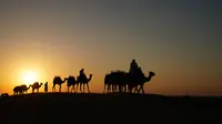 Unta terlihat di Dubai Desert Conservation Reserve, destinasi safari gurun di Dubai, Uni Emirat Arab (UEA). (dok. Platinum Heritage)