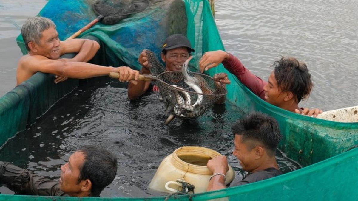Kalahkan Salmon, Ikan Sidat Ternyata Punya Omega-3 Lebih Tinggi