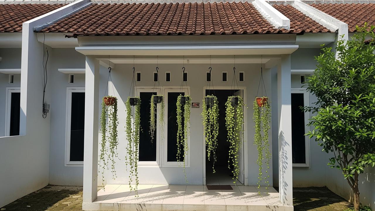 Tanaman Gantung untuk Teras Sempit yang Awet Meski Jarang Disiram Jenis Dischidia