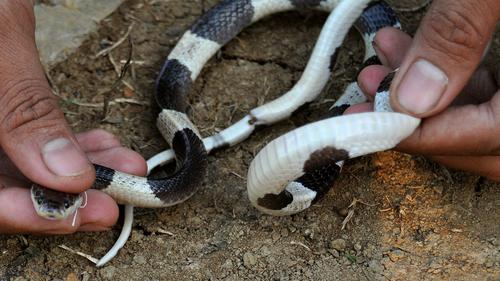 Perbedaan Ular Cicak Belang dan Weling